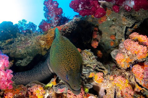 Scuba Dive The S.S. Yongala Wreck On The Great Barrier Reef. - Tourism Canberra 1