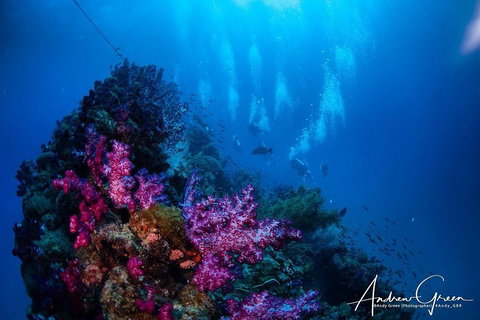Scuba Dive The S.S. Yongala Wreck On The Great Barrier Reef. - Tourism Canberra 2