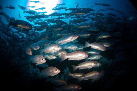Scuba Dive The S.S. Yongala Wreck On The Great Barrier Reef. - Tourism Canberra 4