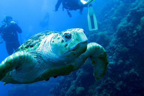 Scuba Dive The S.S. Yongala Wreck On The Great Barrier Reef. - Tourism Canberra 5